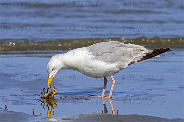 European herring gull