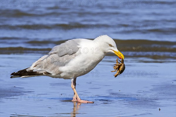 European herring gull