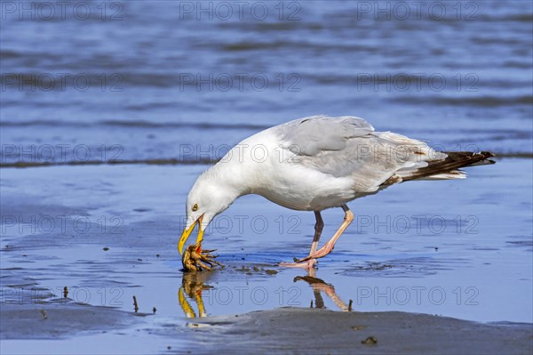 European herring gull