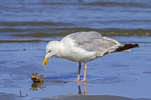 European herring gull