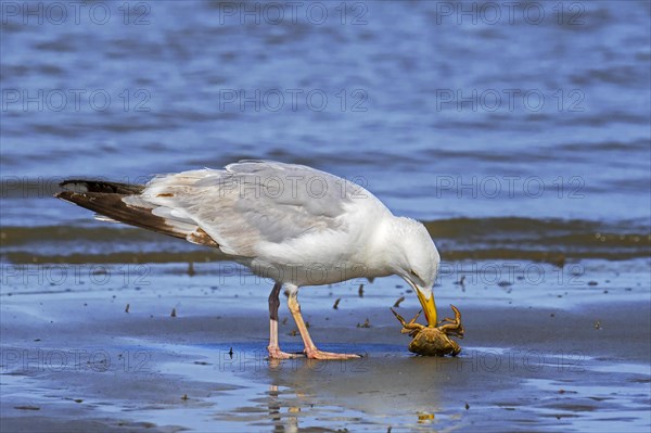 European herring gull