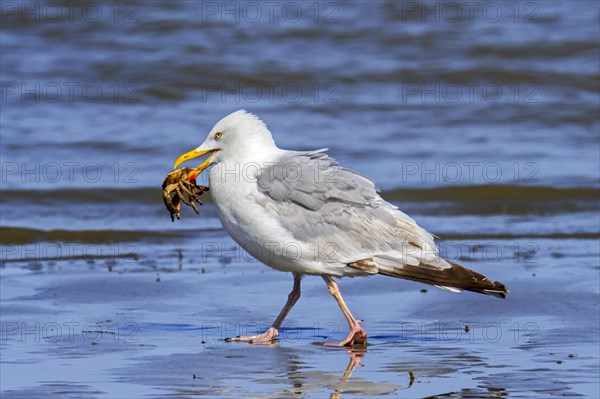 Hungry European herring gull