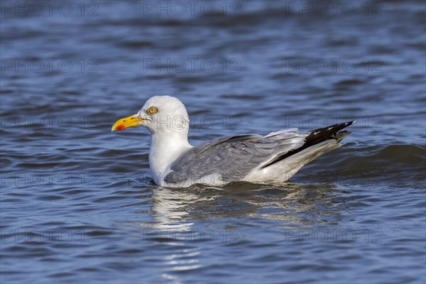 European herring gull