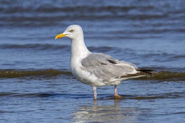 European herring gull