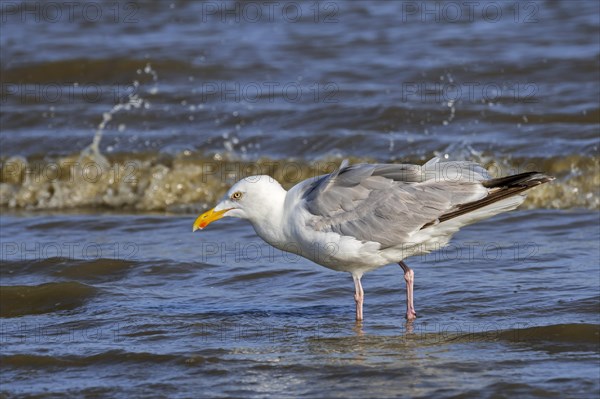 European herring gull