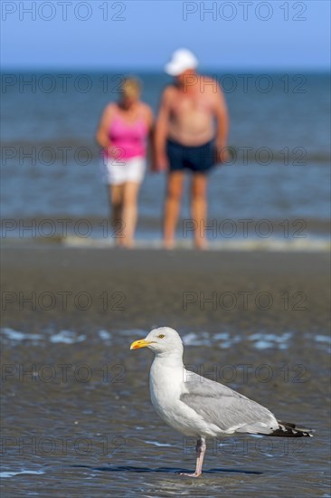 European herring gull