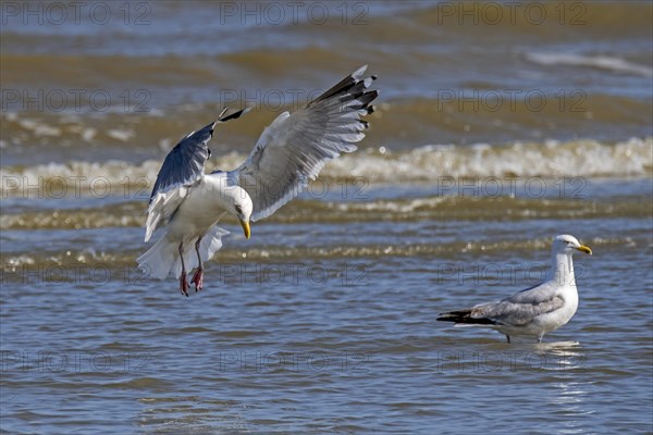 European herring gull