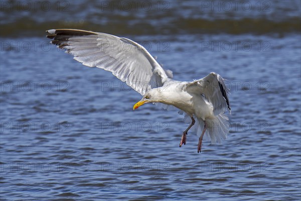 European herring gull