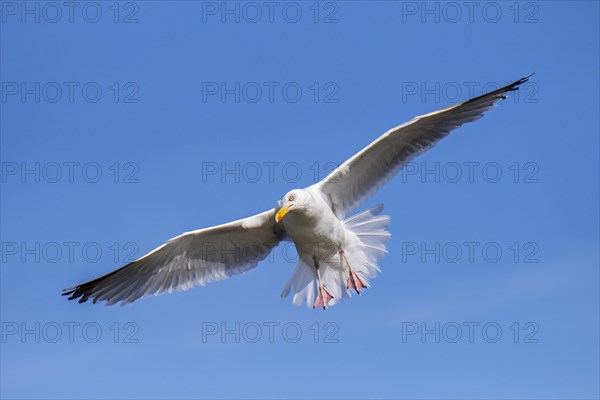 European herring gull