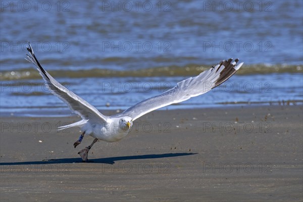 Ringed European herring gull