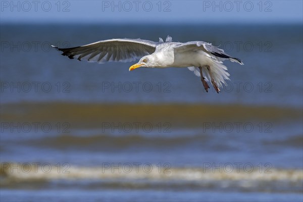 European herring gull