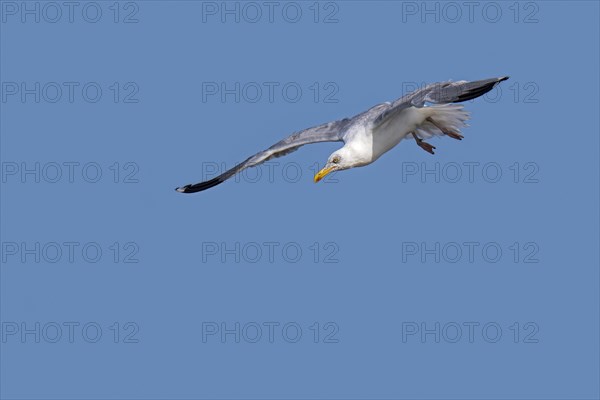 European herring gull