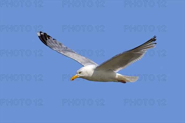 European herring gull