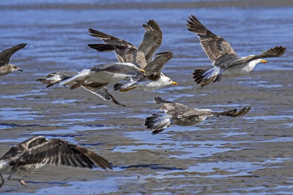 Flock of European herring gulls