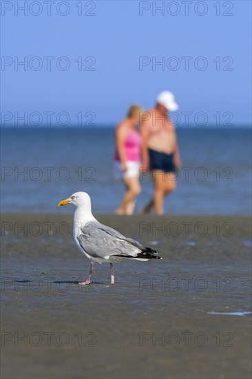 European herring gull