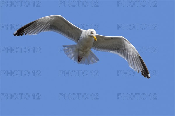 European herring gull