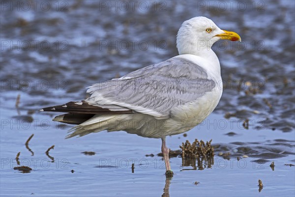 European herring gull