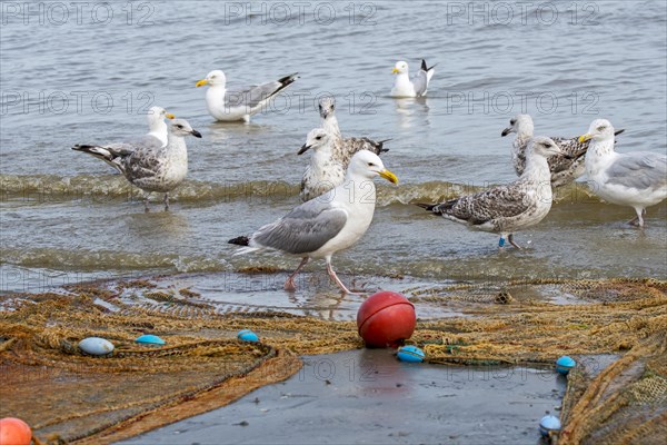 European herring gulls