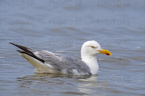 European herring gull