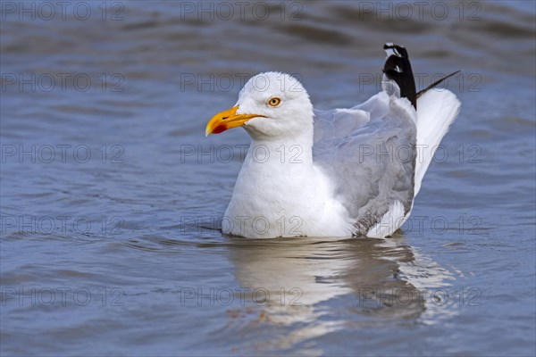 European herring gull