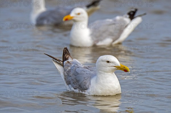 European herring gulls