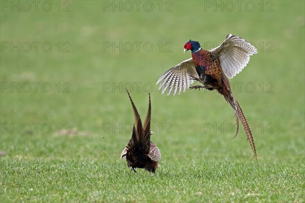 Common pheasant