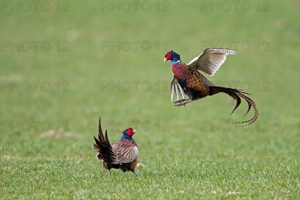 Common pheasant