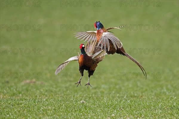 Common pheasant