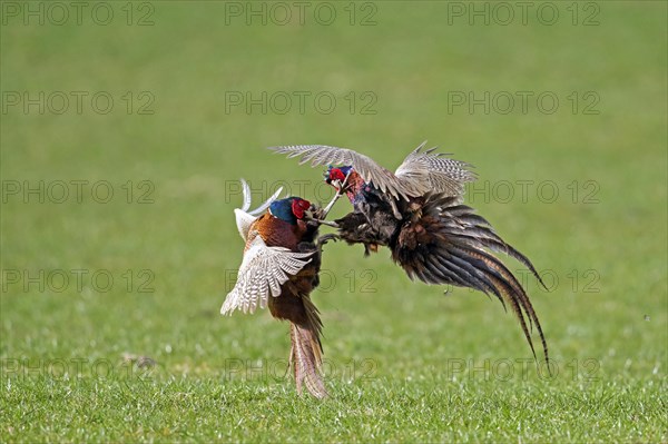 Common pheasant