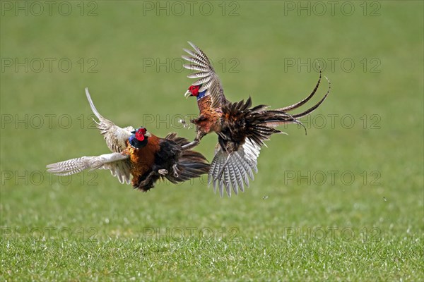 Common pheasant