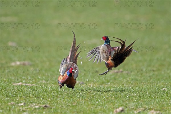 Common pheasant