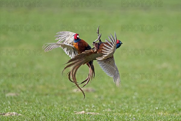 Common pheasant