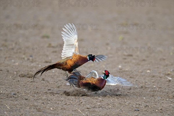 Common pheasant