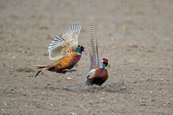 Common pheasant