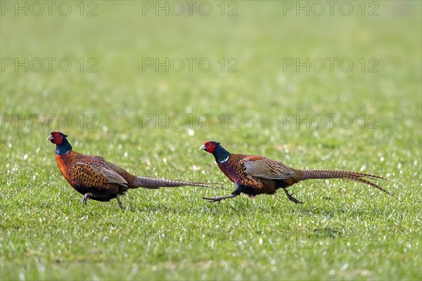 Common pheasant