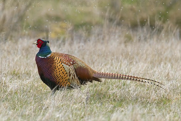 Common pheasant