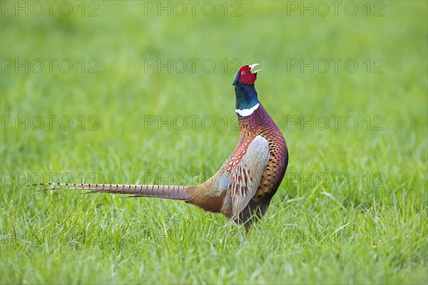 Common pheasant