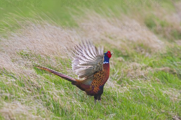 Common pheasant