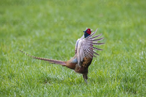 Common pheasant