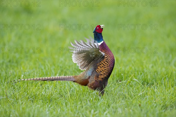 Common pheasant