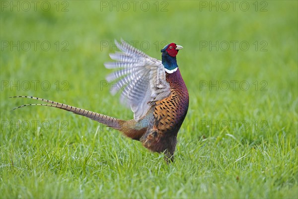 Common pheasant