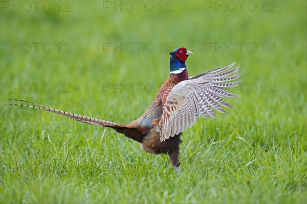 Common pheasant