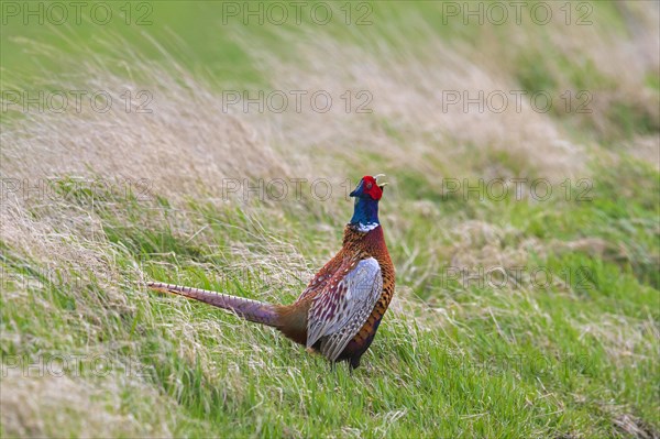 Common pheasant