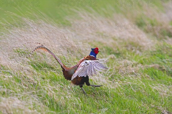 Common pheasant