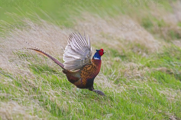 Common pheasant