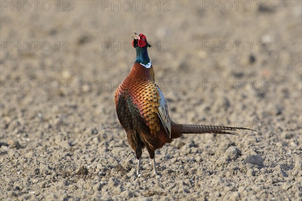 Common pheasant