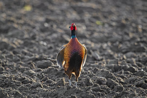 Common pheasant