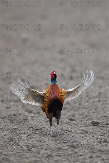 Common pheasant