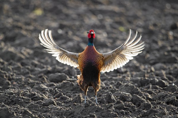 Common pheasant