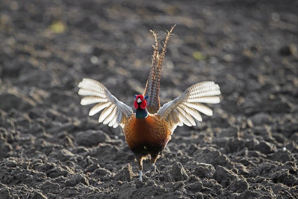 Common pheasant